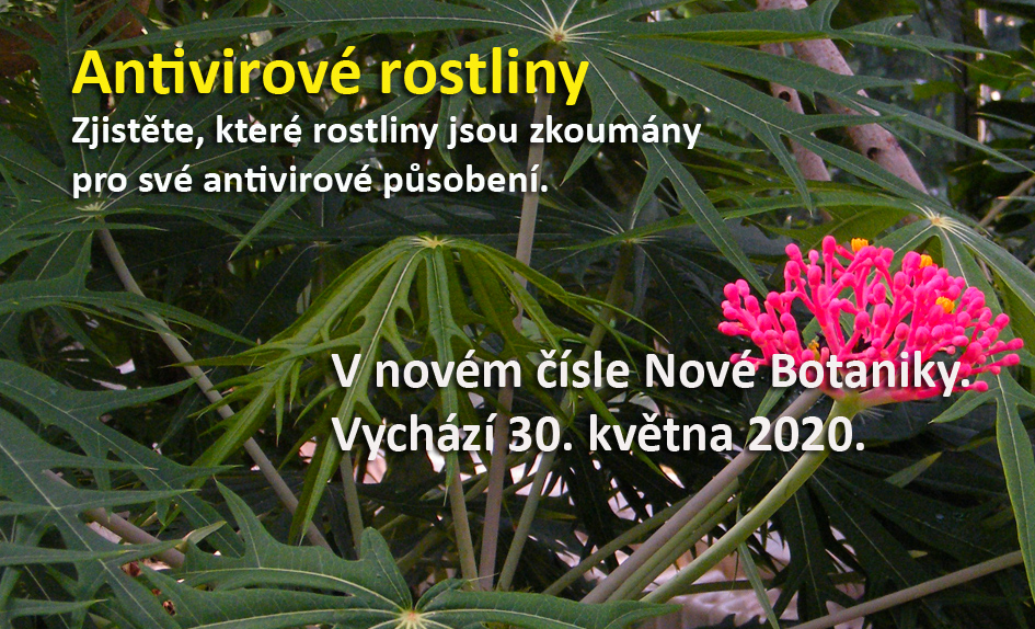 antivirové rostliny novy fin